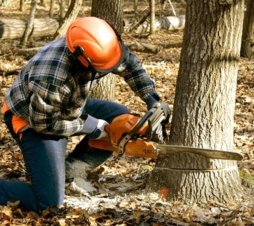 Tree Removal in Oakfield, ME